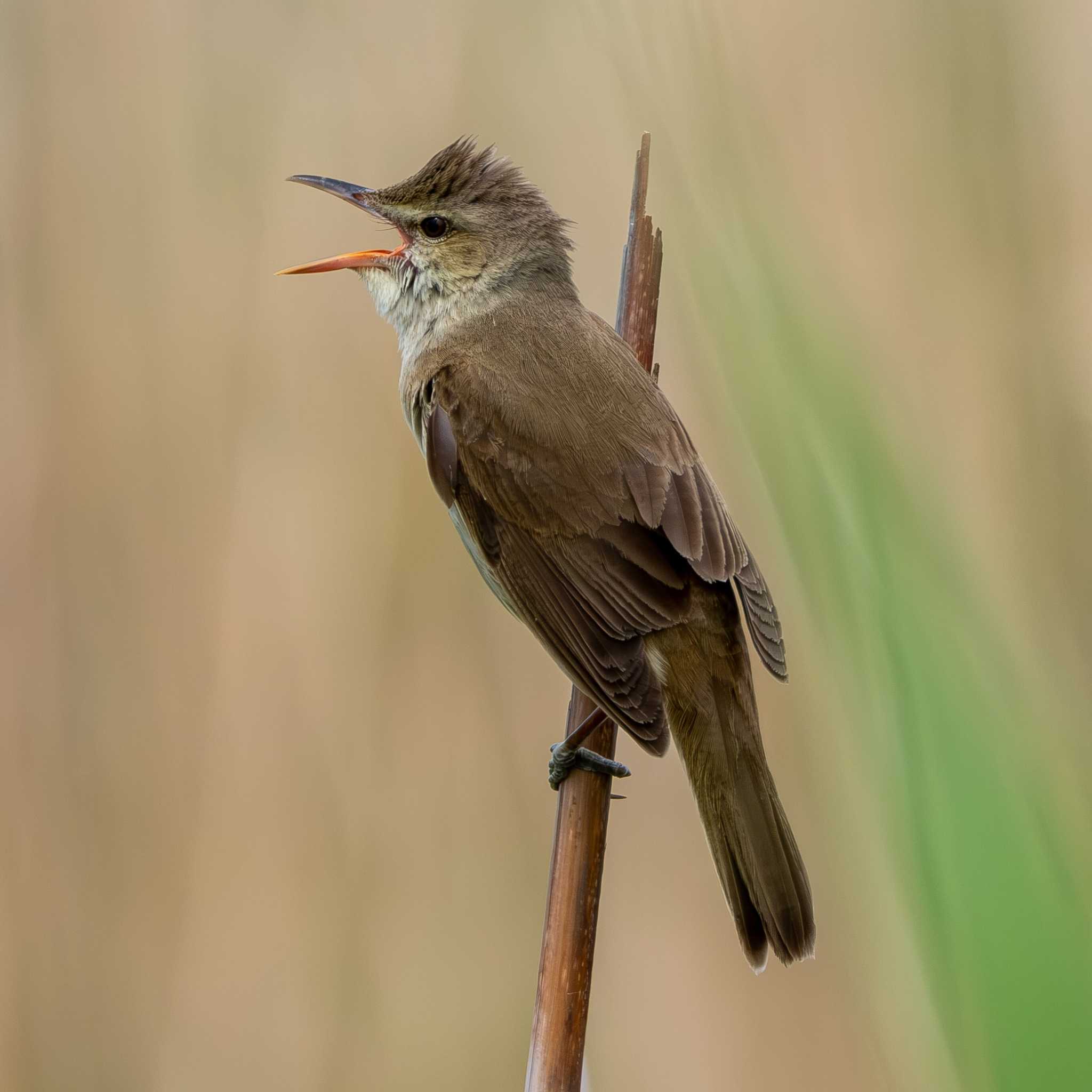 Oriental Reed Warbler