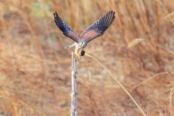 チョウゲンボウ 利根川 2024年3月24日(日)