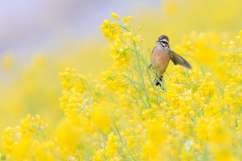 Meadow Bunting 利根川 Sun, 3/24/2024