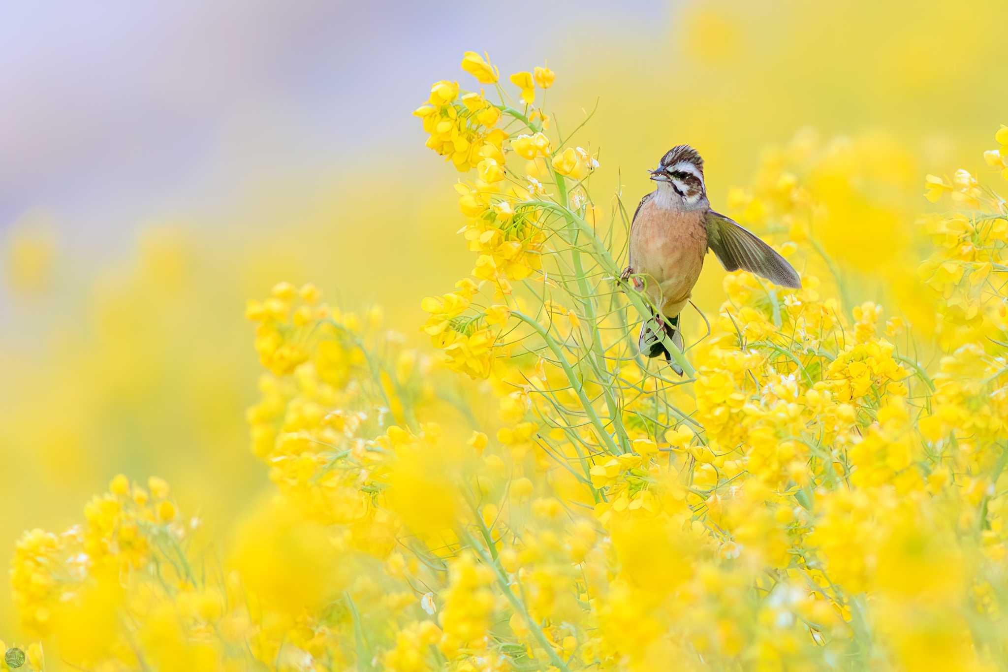 Photo of Meadow Bunting at 利根川 by d3_plus
