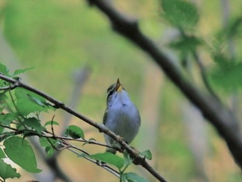 Eastern Crowned Warbler 日向林道 Sun, 4/23/2017