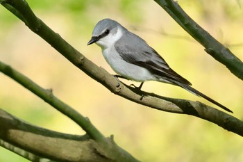 Ashy Minivet 養老公園 Fri, 4/19/2024