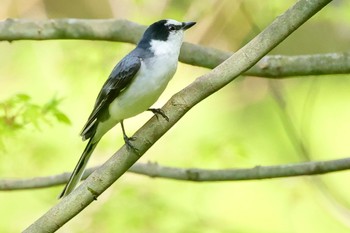 Ashy Minivet 養老公園 Fri, 4/19/2024