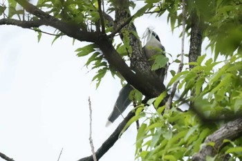 Azure-winged Magpie 近所 Sat, 4/20/2024