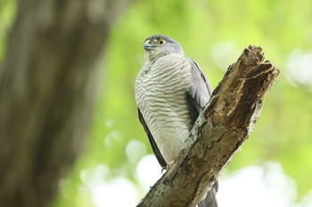 Japanese Sparrowhawk Unknown Spots Sun, 4/21/2024