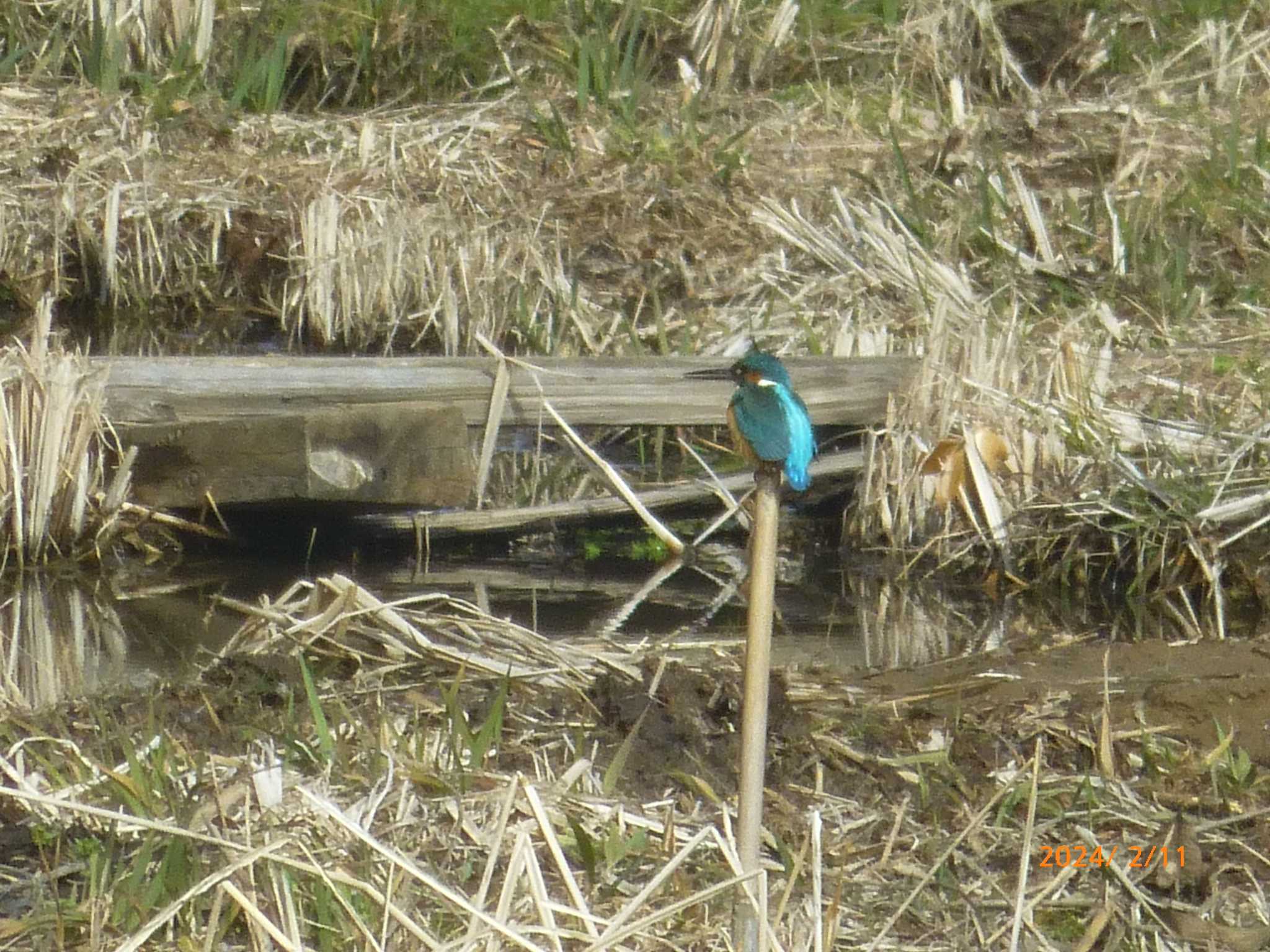 Common Kingfisher