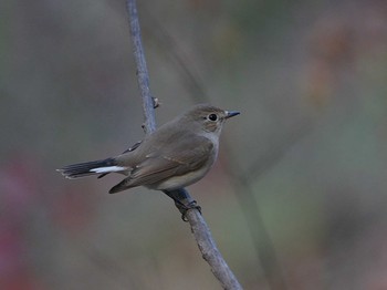 オジロビタキ 舞岡公園 2018年12月27日(木)