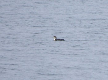 Pacific Loon 城ヶ島 Sun, 4/21/2024