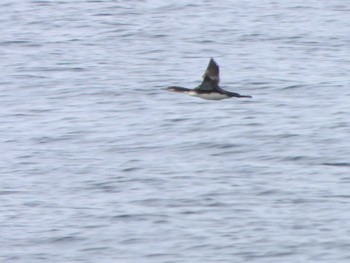 Pacific Loon 城ヶ島 Sun, 4/21/2024