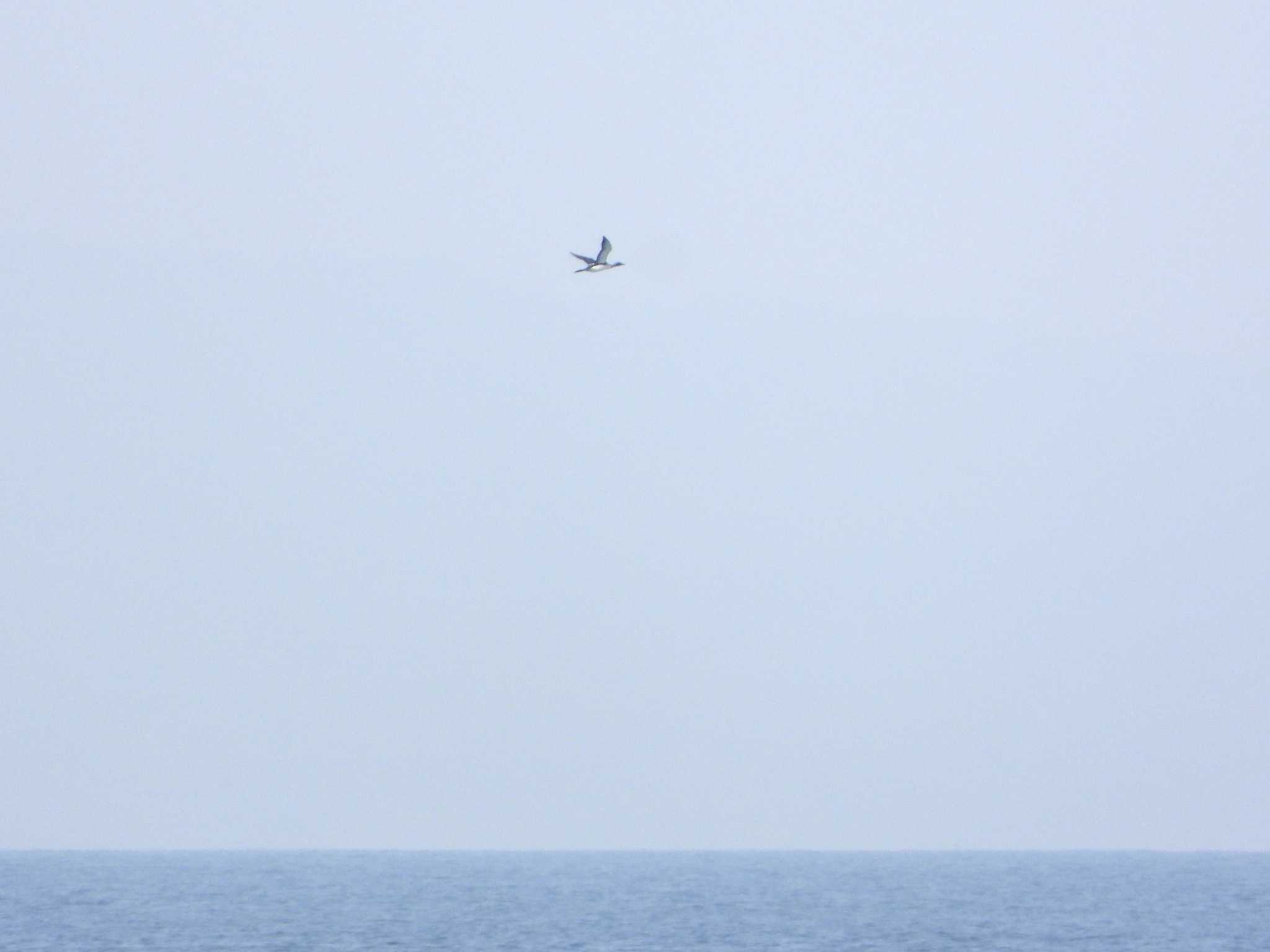 Photo of Pacific Loon at 城ヶ島 by アオサ