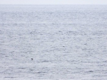 Japanese Murrelet 城ヶ島 Sun, 4/21/2024