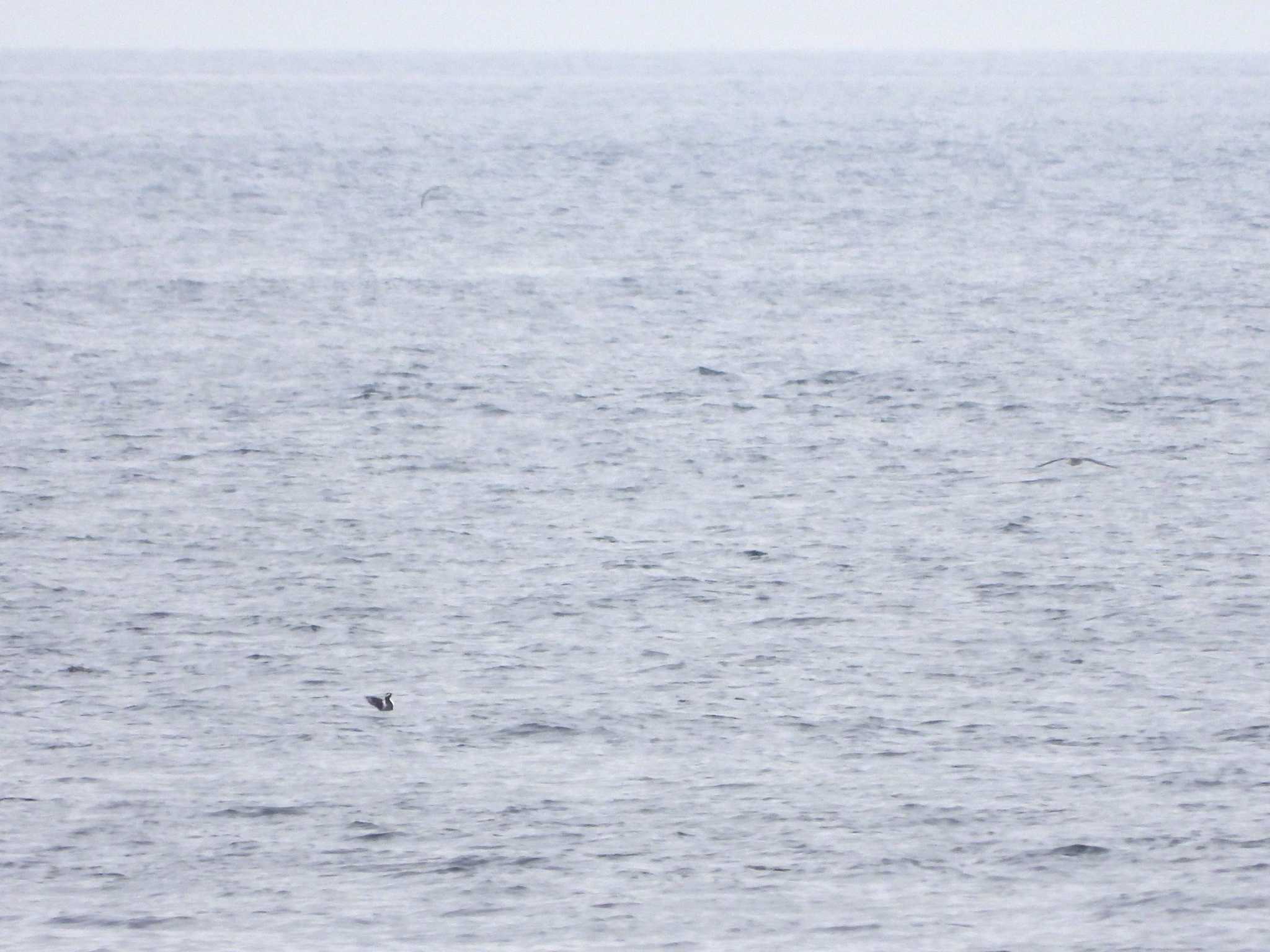 Japanese Murrelet