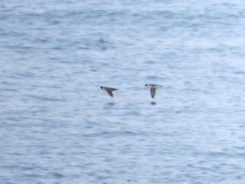 ウミスズメ 城ヶ島 2024年4月21日(日)