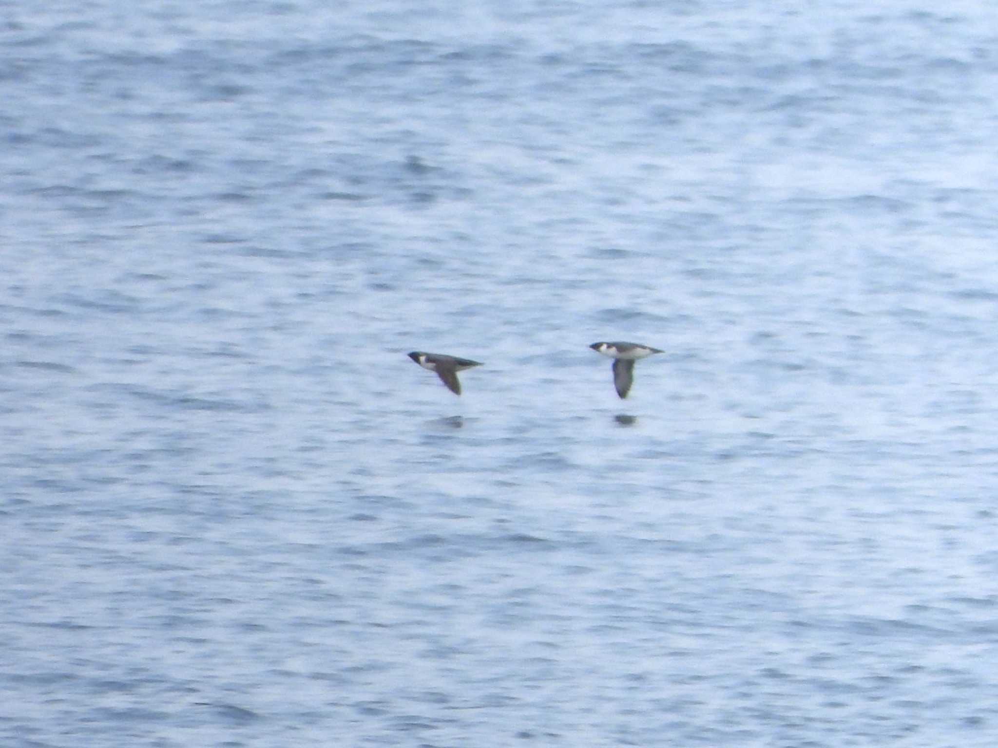 Photo of Ancient Murrelet at 城ヶ島 by ア