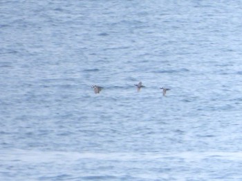 Japanese Murrelet 城ヶ島 Sun, 4/21/2024