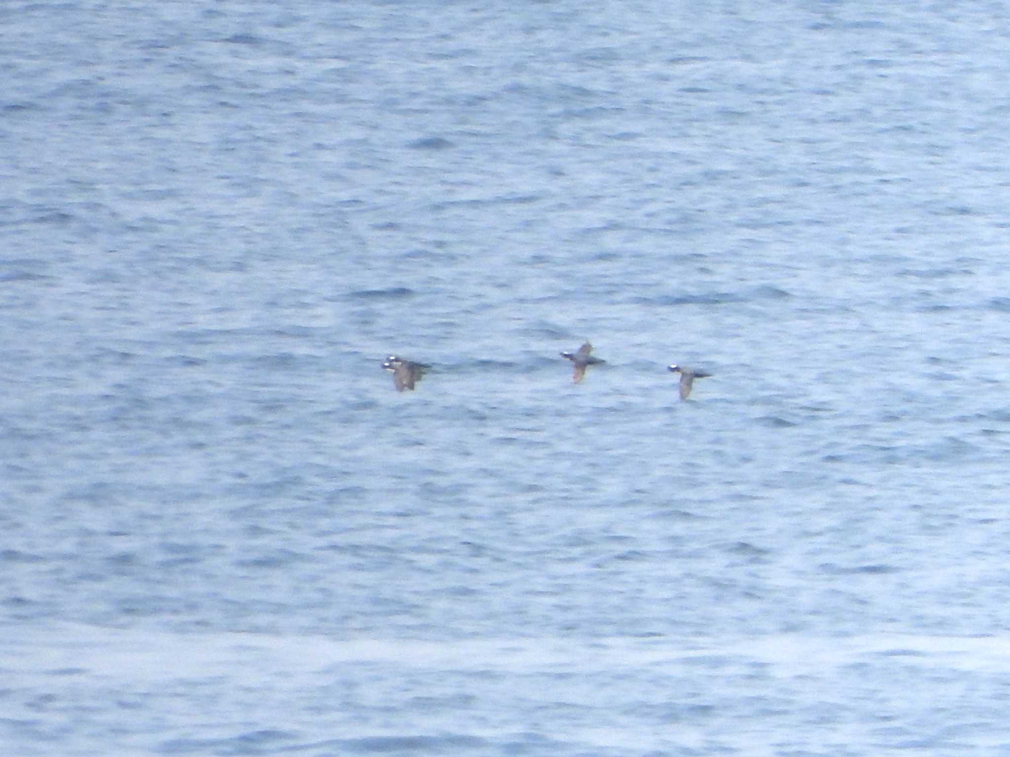 Photo of Japanese Murrelet at 城ヶ島 by アオサ