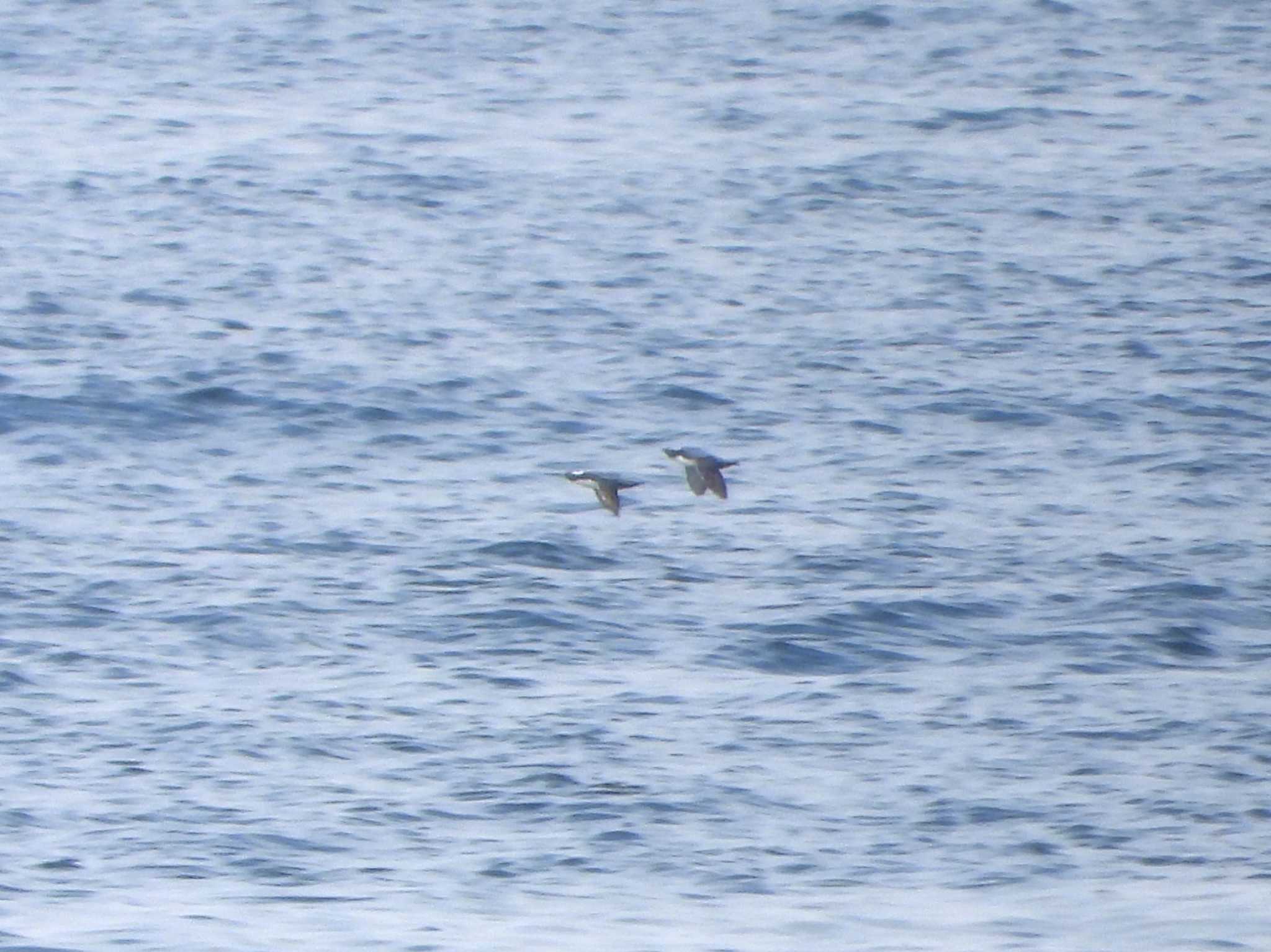 Japanese Murrelet