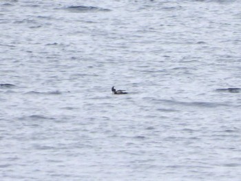 Japanese Murrelet 城ヶ島 Sun, 4/21/2024