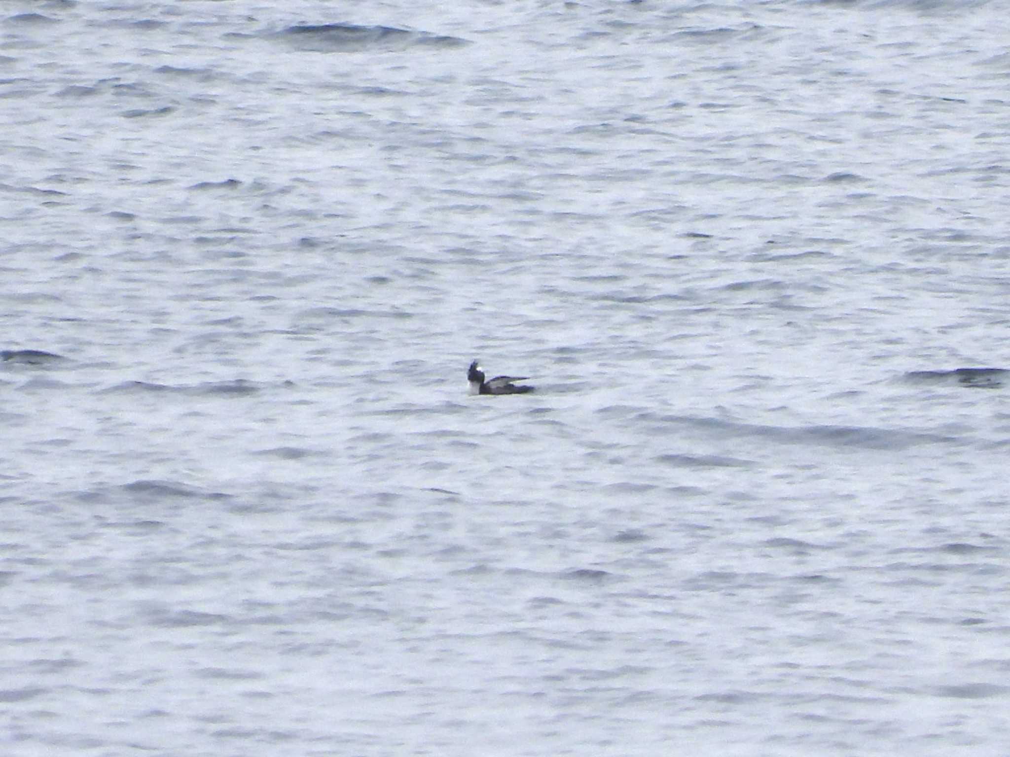 Japanese Murrelet