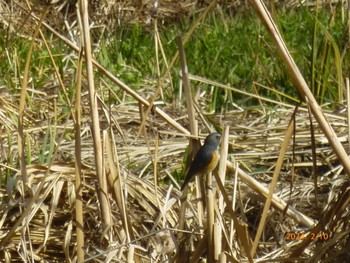 Red-flanked Bluetail 大町自然観察園 Sat, 2/10/2024