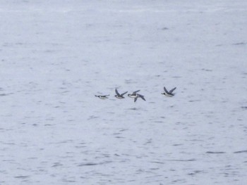 Ancient Murrelet 城ヶ島 Sun, 4/21/2024