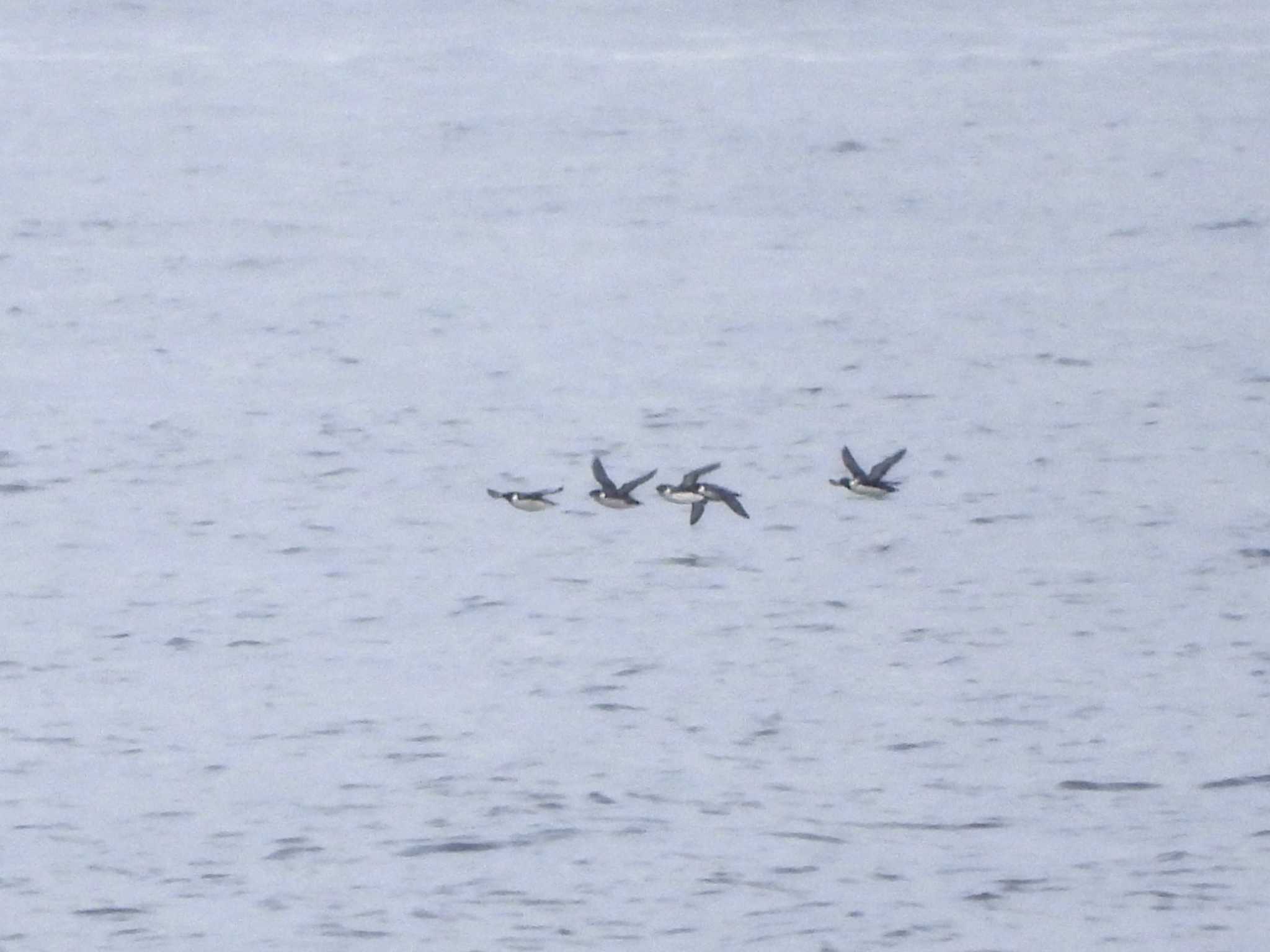 城ヶ島 ウミスズメの写真