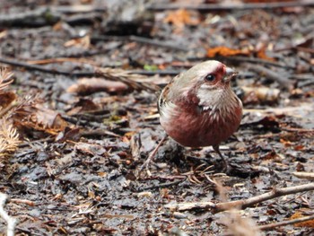 Siberian Long-tailed Rosefinch Hayatogawa Forest Road Sun, 2/18/2024