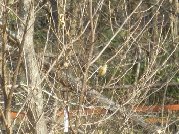 Red-flanked Bluetail 大町自然観察園 Sat, 2/10/2024