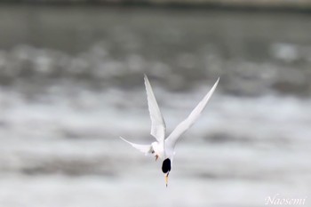 Little Tern 多摩川二ヶ領宿河原堰 Tue, 4/23/2024