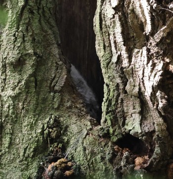 Ural Owl 福岡県内 Wed, 4/24/2024