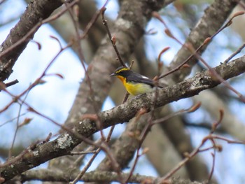 キビタキ 蔵王野鳥の森自然観察センター 2024年4月20日(土)