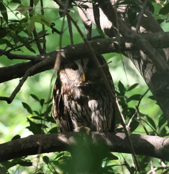 Ural Owl 福岡県内 Wed, 4/24/2024