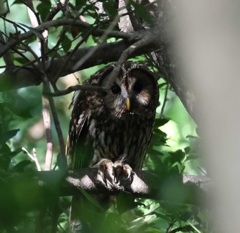 Ural Owl 福岡県内 Wed, 4/24/2024