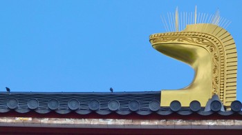 Blue Rock Thrush 奈良県 Wed, 4/17/2024