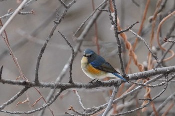 Red-flanked Bluetail 札幌 Fri, 4/12/2024