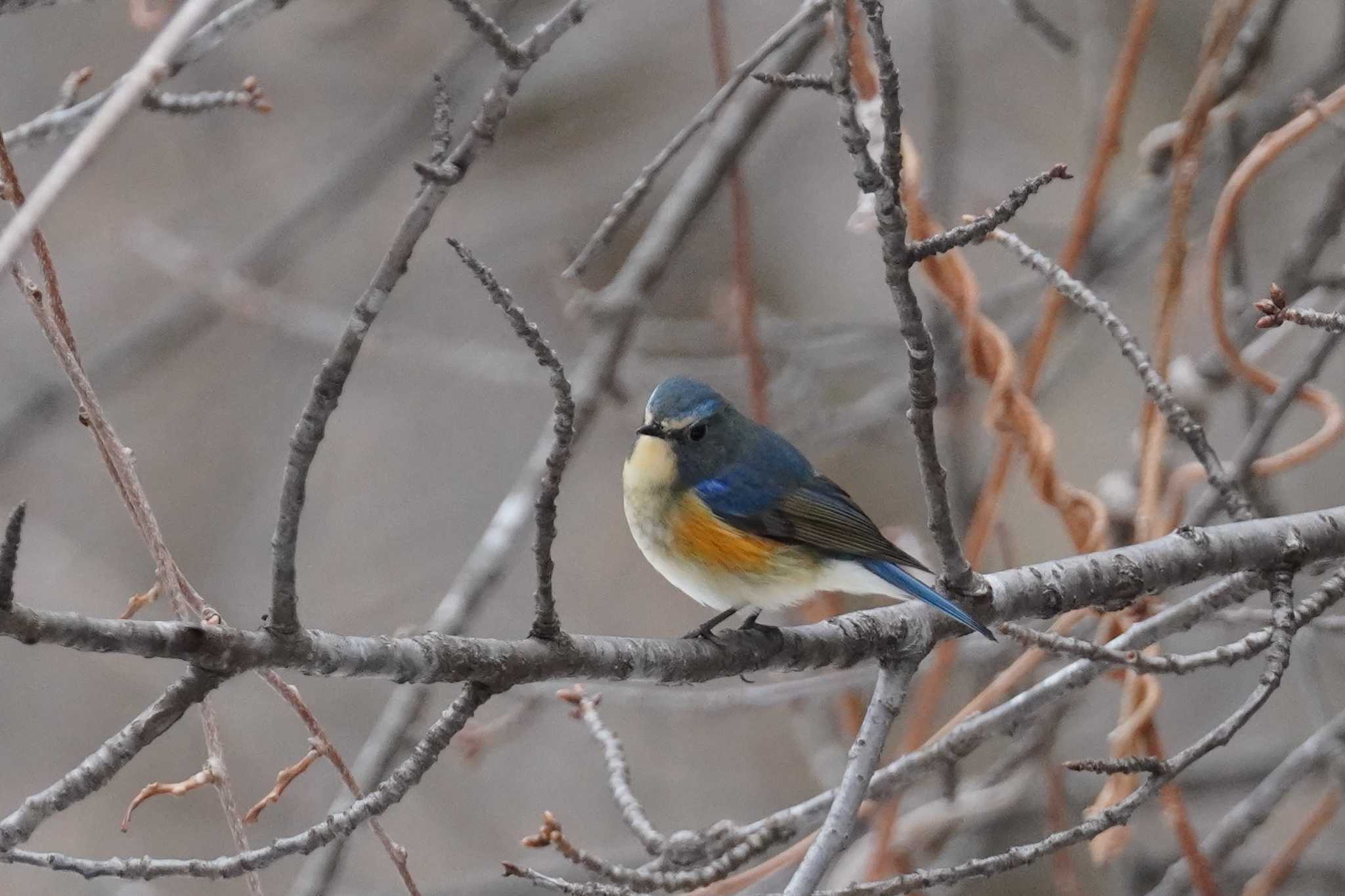 Photo of Red-flanked Bluetail at 札幌 by くまちん