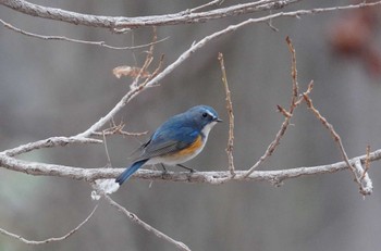 Red-flanked Bluetail 札幌 Fri, 4/12/2024