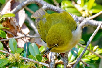 Warbling White-eye 権現山(弘法山公園) Mon, 3/11/2024