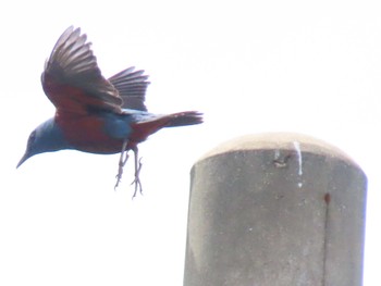 Blue Rock Thrush 屋久島 Wed, 4/24/2024