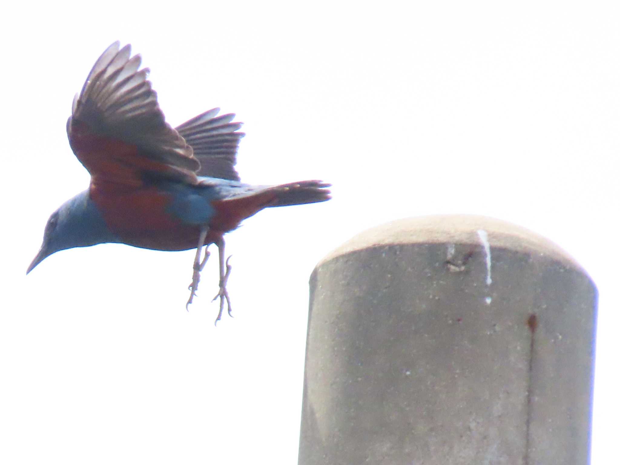 Photo of Blue Rock Thrush at 屋久島 by デビュタン