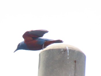 Blue Rock Thrush 屋久島 Wed, 4/24/2024