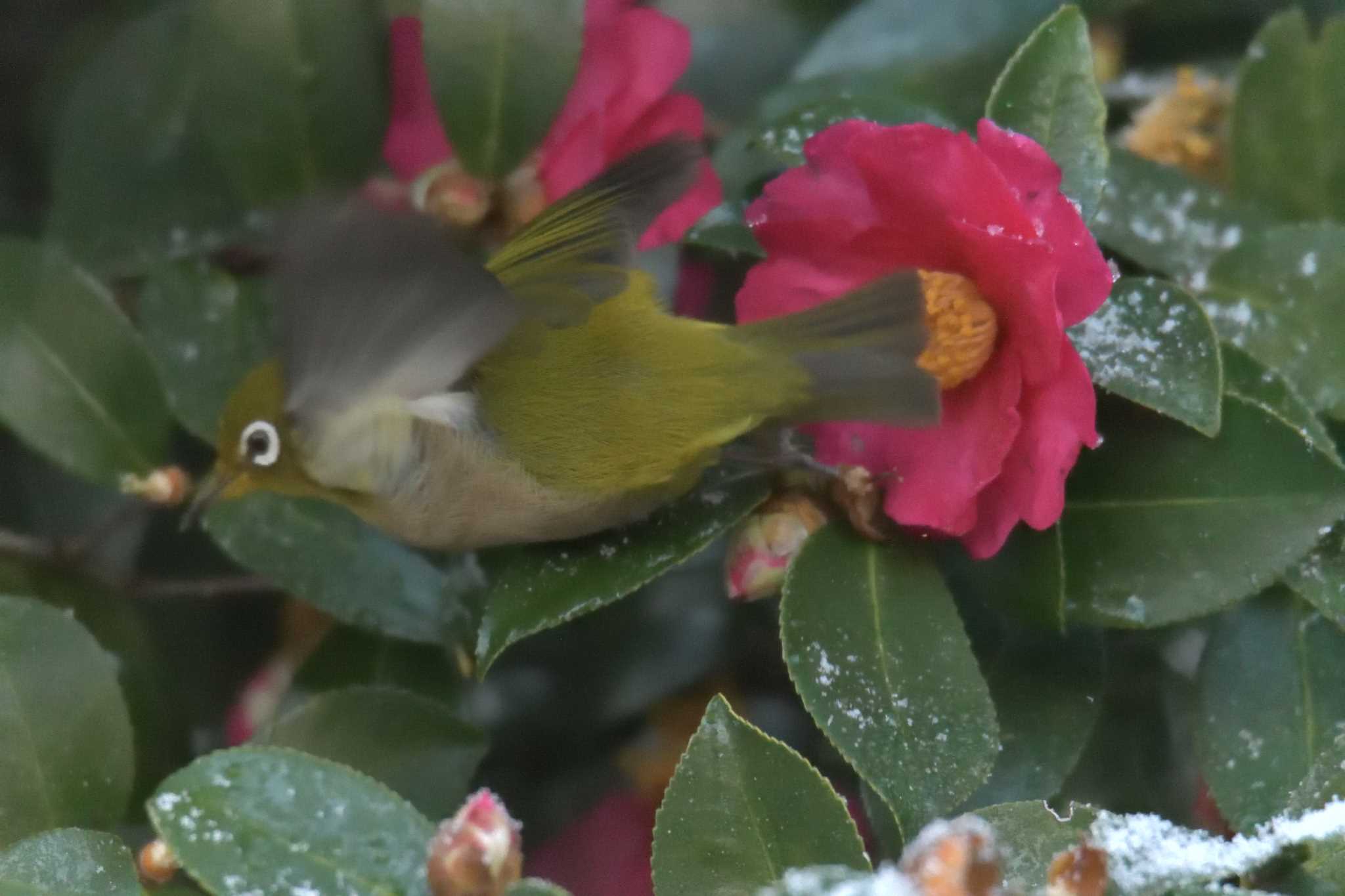 滋賀県甲賀市甲南町創造の森 メジロの写真 by masatsubo