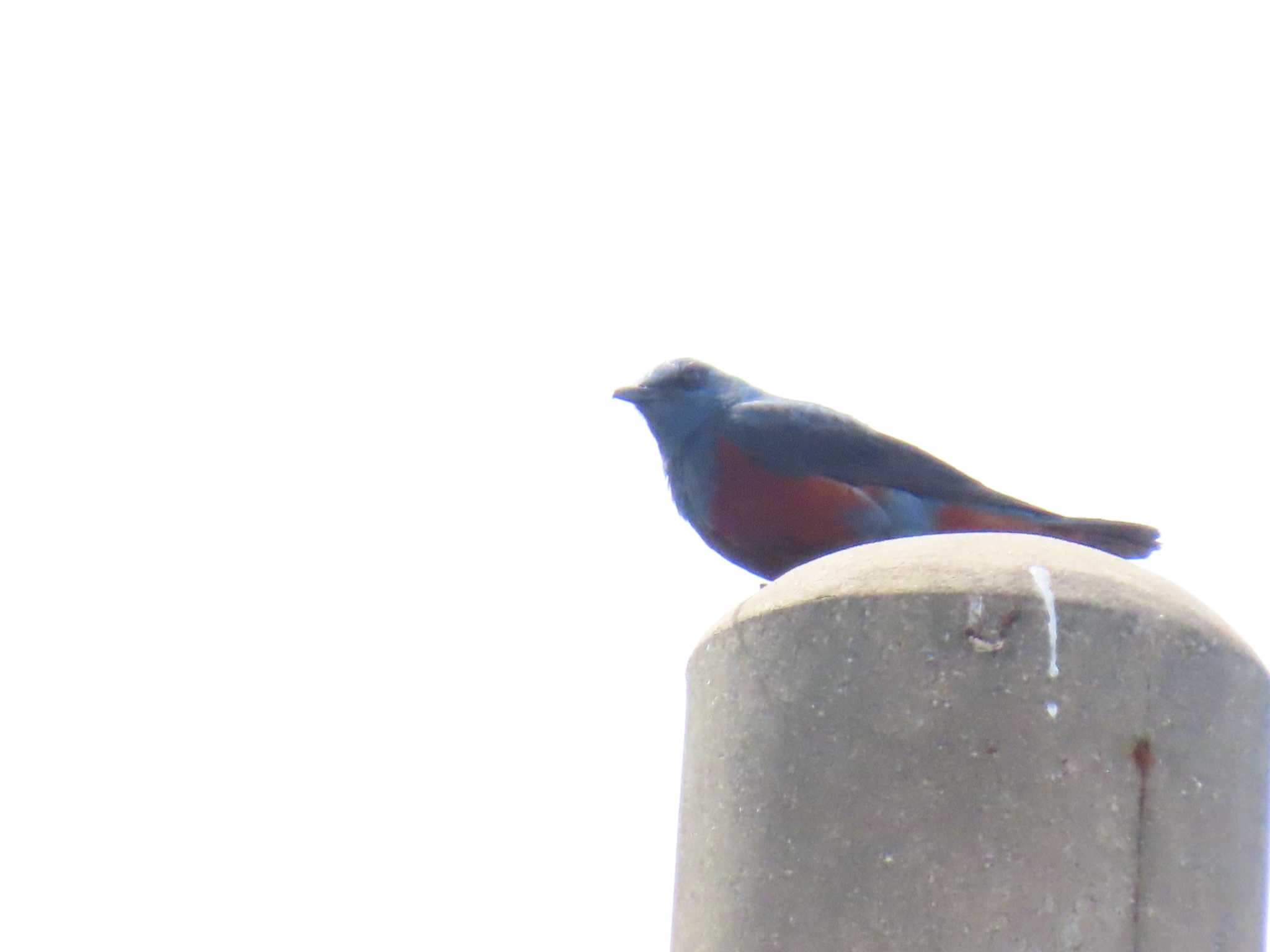 Photo of Blue Rock Thrush at 屋久島 by デビュタン