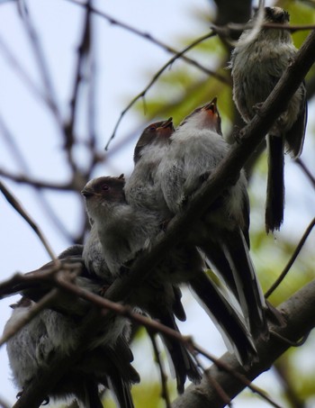 Long-tailed Tit 祖父江ワイルドネイチャー緑地 Sat, 4/20/2024