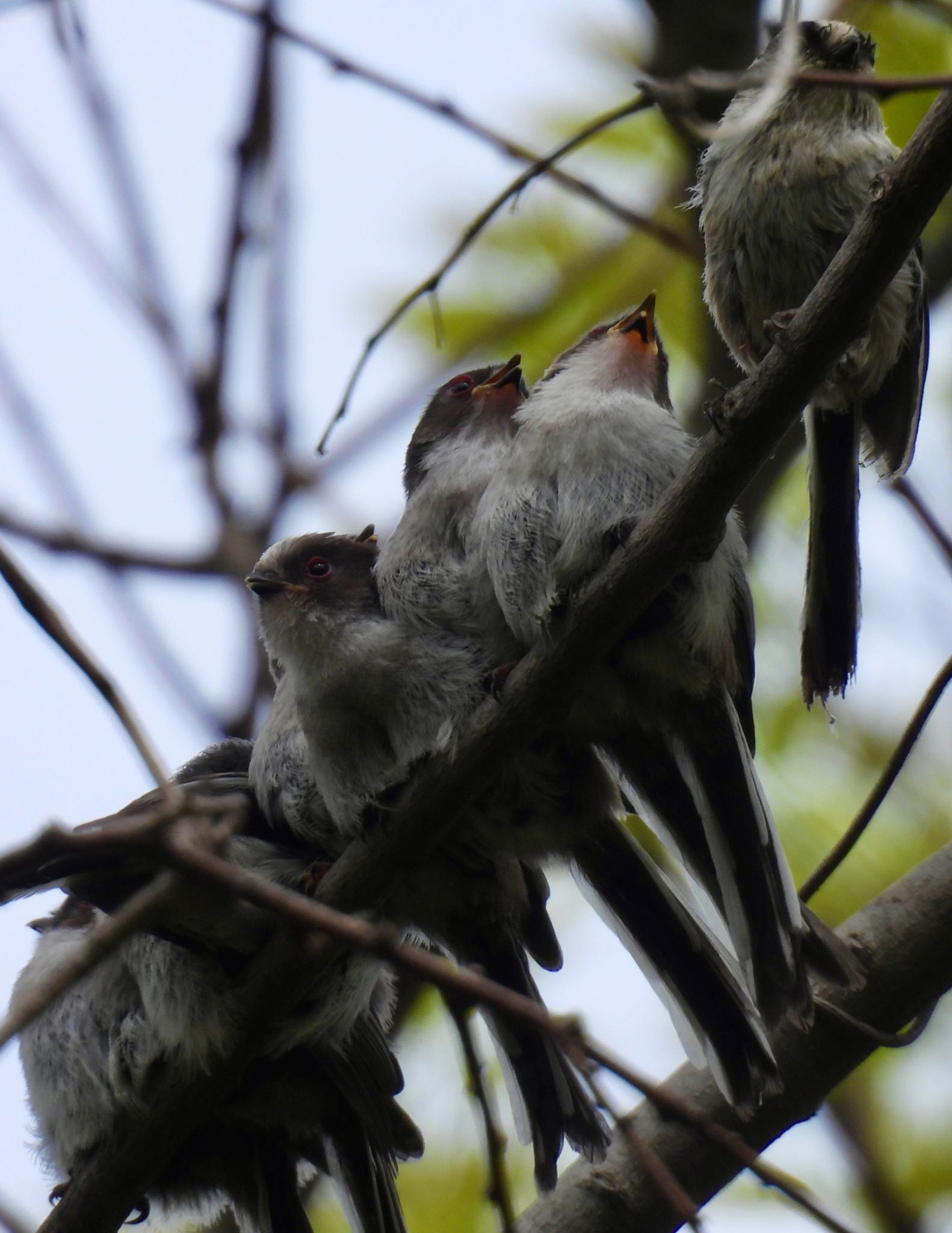 Long-tailed Tit