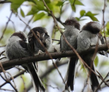 Long-tailed Tit 祖父江ワイルドネイチャー緑地 Sat, 4/20/2024