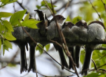 Long-tailed Tit 祖父江ワイルドネイチャー緑地 Sat, 4/20/2024