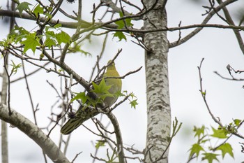 White-bellied Green Pigeon 山口県光市 Wed, 4/24/2024