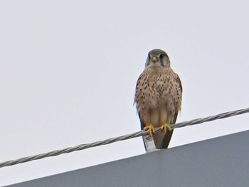 Common Kestrel 平城宮跡 Sun, 4/21/2024