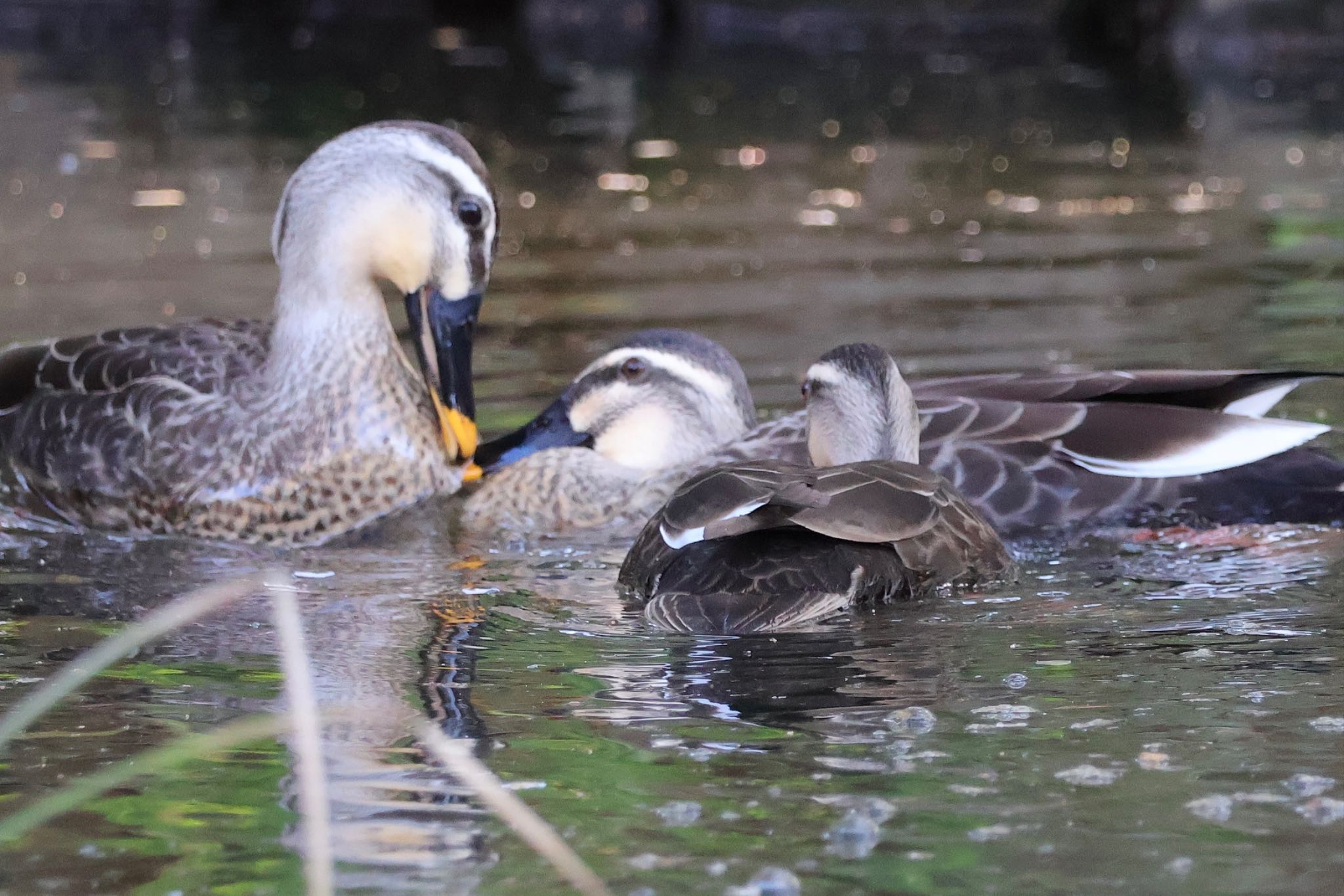 Eastern Spot-billed Duck